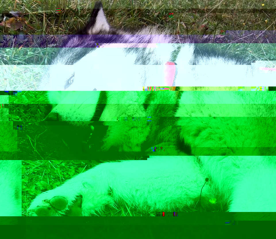 Currupted Image Corrupted Image by CorruptionGenerator on DeviantArt