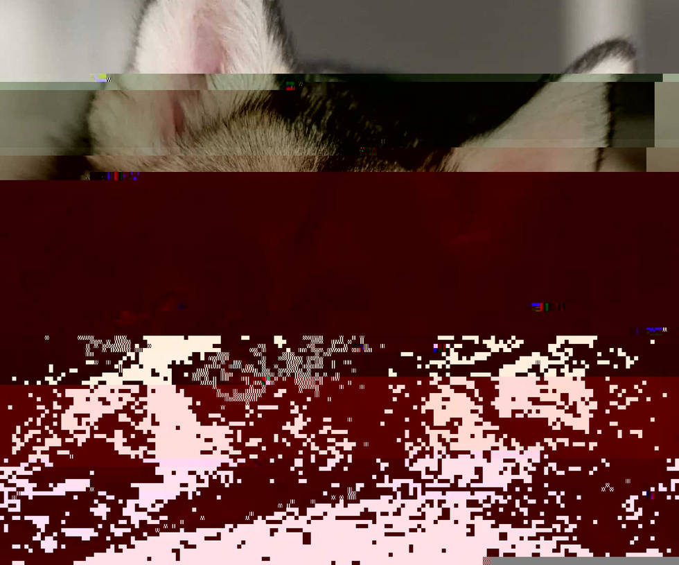 Currupted Image Corrupted Image by CorruptionGenerator on DeviantArt