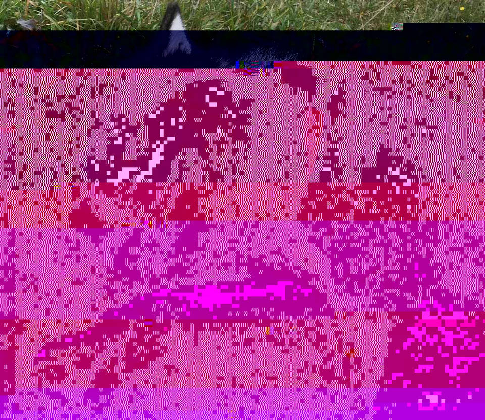 Currupted Image Corrupted Image by CorruptionGenerator on DeviantArt