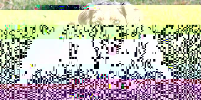 Currupted Image Corrupted Image by CorruptionGenerator on DeviantArt