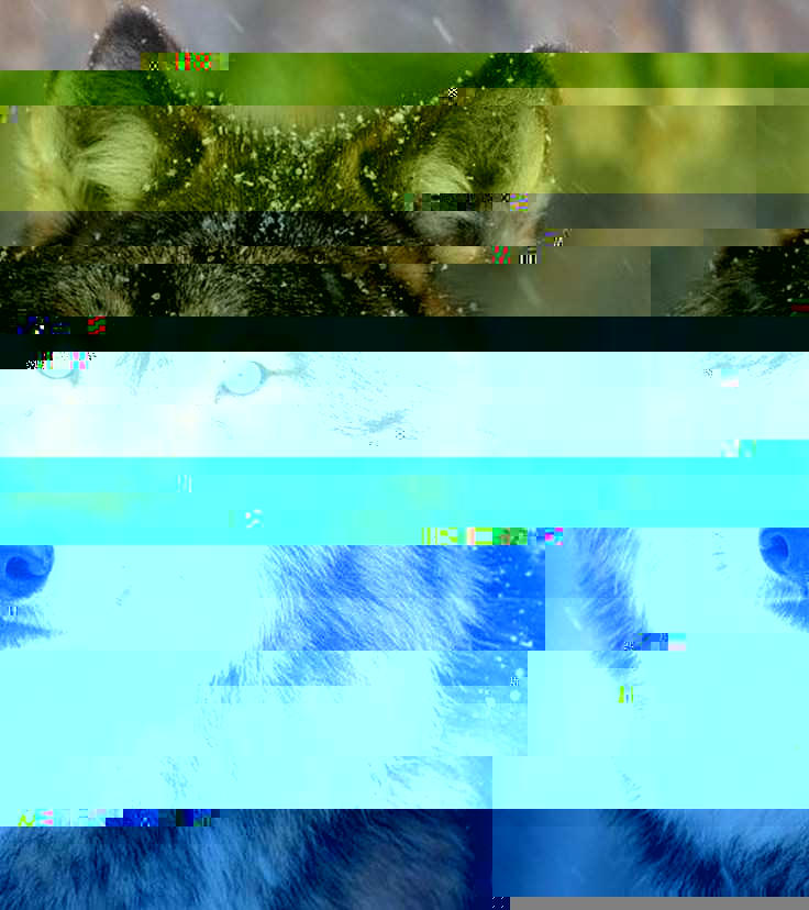 Corrupted Style Corrupted Image by CorruptionGenerator on DeviantArt