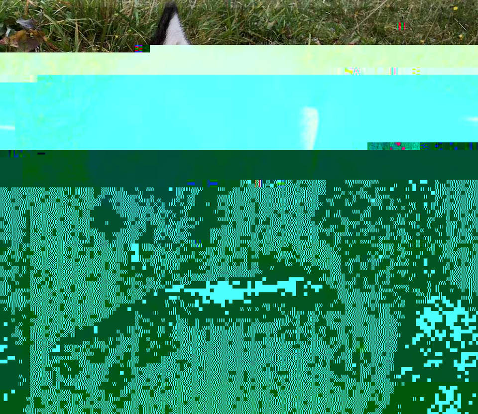 Currupted Image Corrupted Image by CorruptionGenerator on DeviantArt