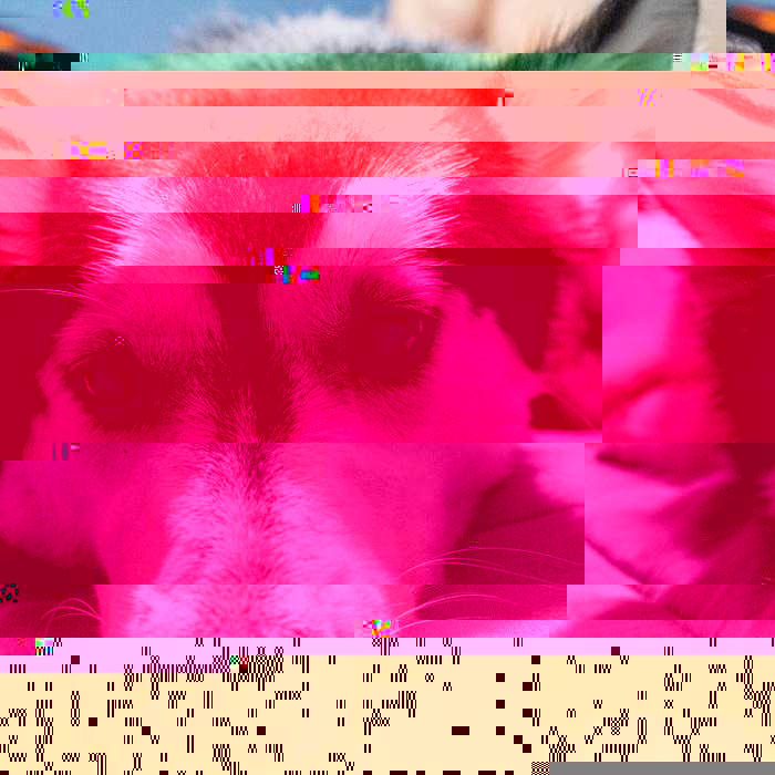 Currupted Image Corrupted Image by CorruptionGenerator on DeviantArt