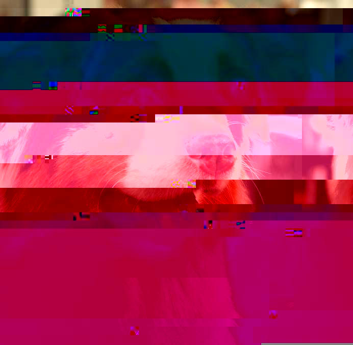 Currupted Image Corrupted Image by CorruptionGenerator on DeviantArt