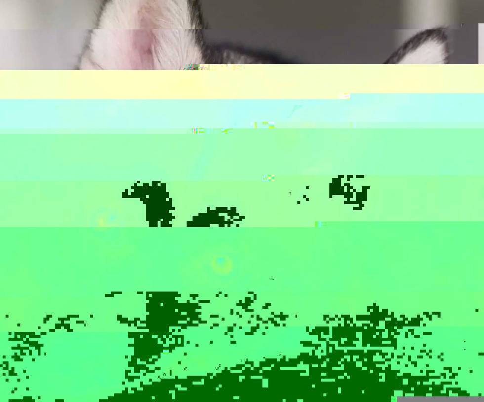Currupted Image Corrupted Image by CorruptionGenerator on DeviantArt