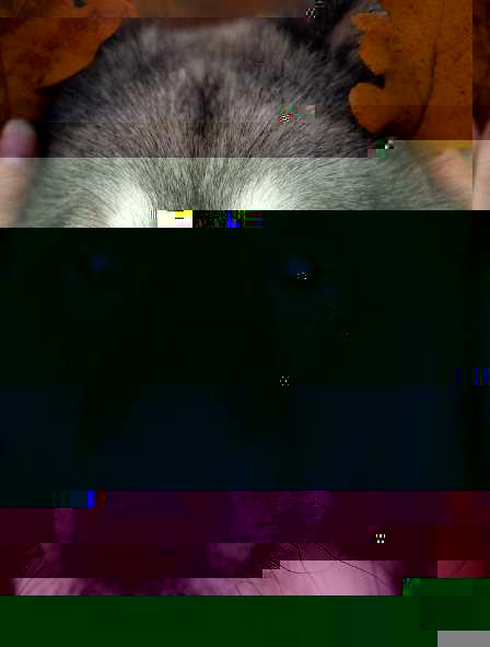 Currupted Image Corrupted Image by CorruptionGenerator on DeviantArt
