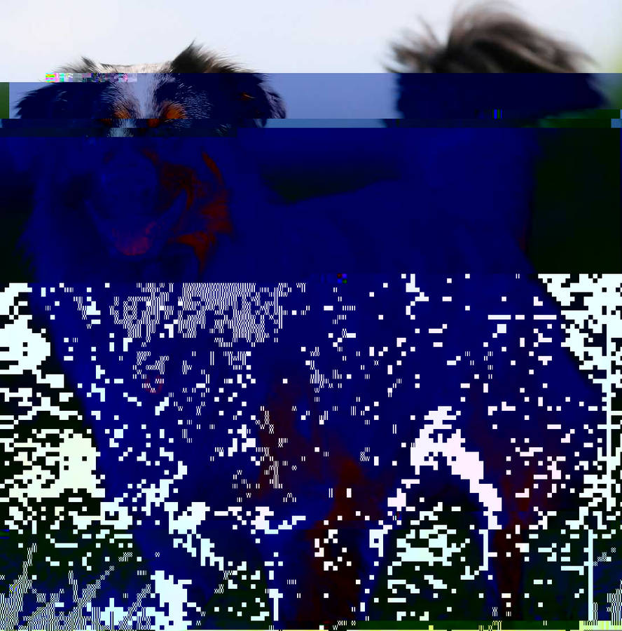 Currupted Image Corrupted Image by CorruptionGenerator on DeviantArt