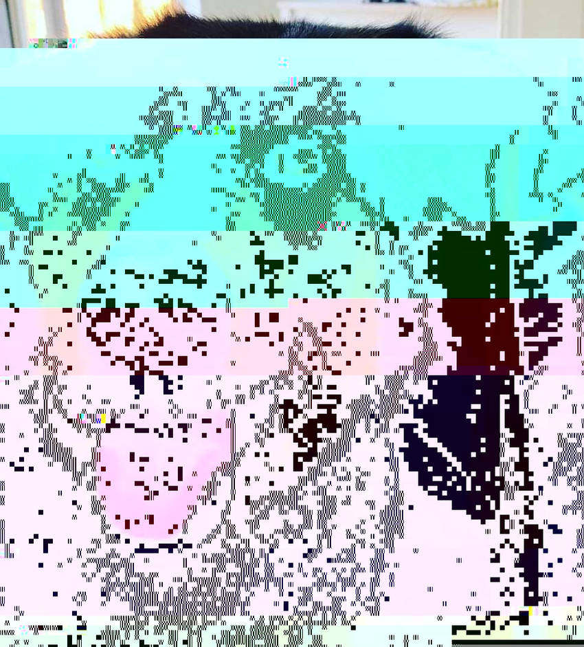 Currupted Image Corrupted Image by CorruptionGenerator on DeviantArt