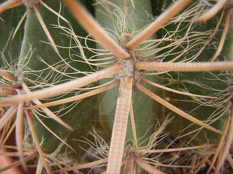 Cactus 05 - Prickles