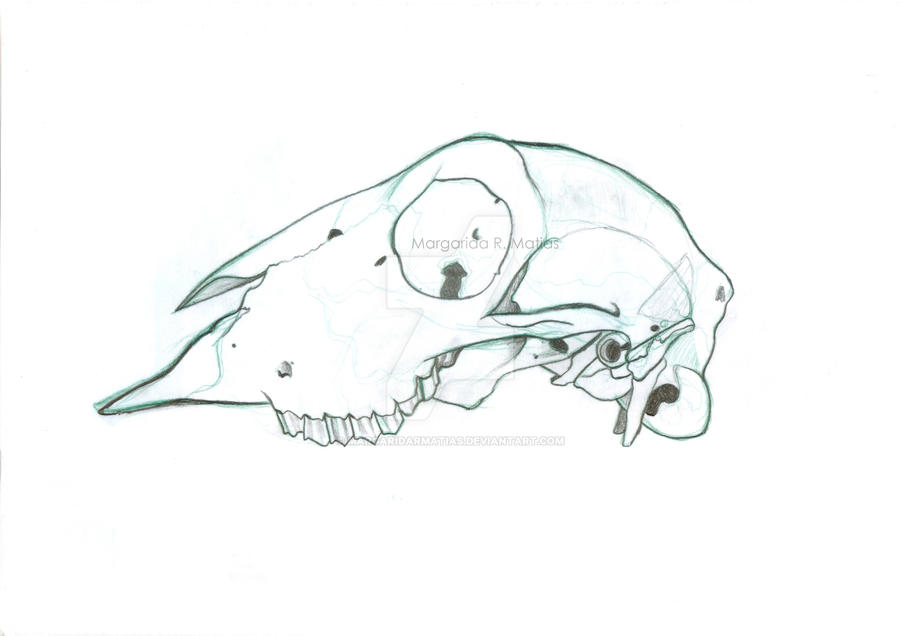 Lamb Skull By MargaridaRmatias On DeviantArt lamb-skull-by-margaridarmatias-on-deviantart