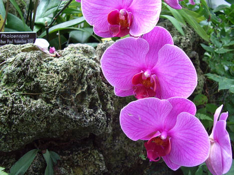 Orchids