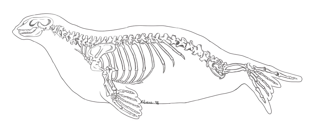 Seal Skeletal Anatomy By Ri beana98 On DeviantArt seal-skeletal-anatomy-by-ri-beana98-on-deviantart