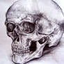 Human Skull in Biro