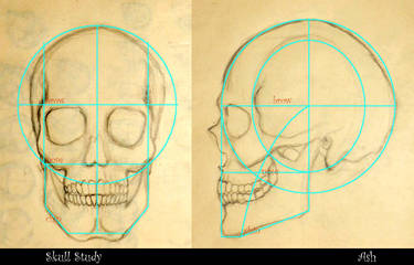 Skull Study