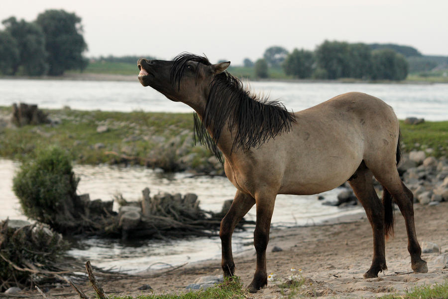 Mane Practice XD by RollingStonesStudios on DeviantArt