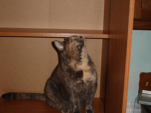 Cupboard cat2