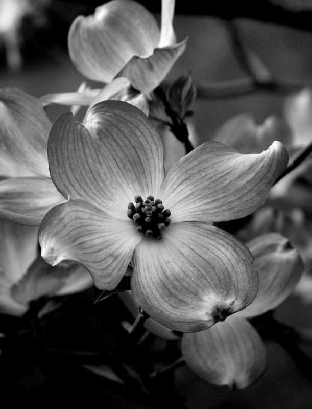 Black and White Dogwood