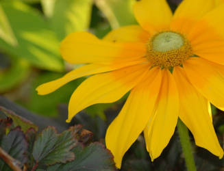 Yellow Beauty