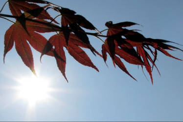 Sunny Japanese Maple