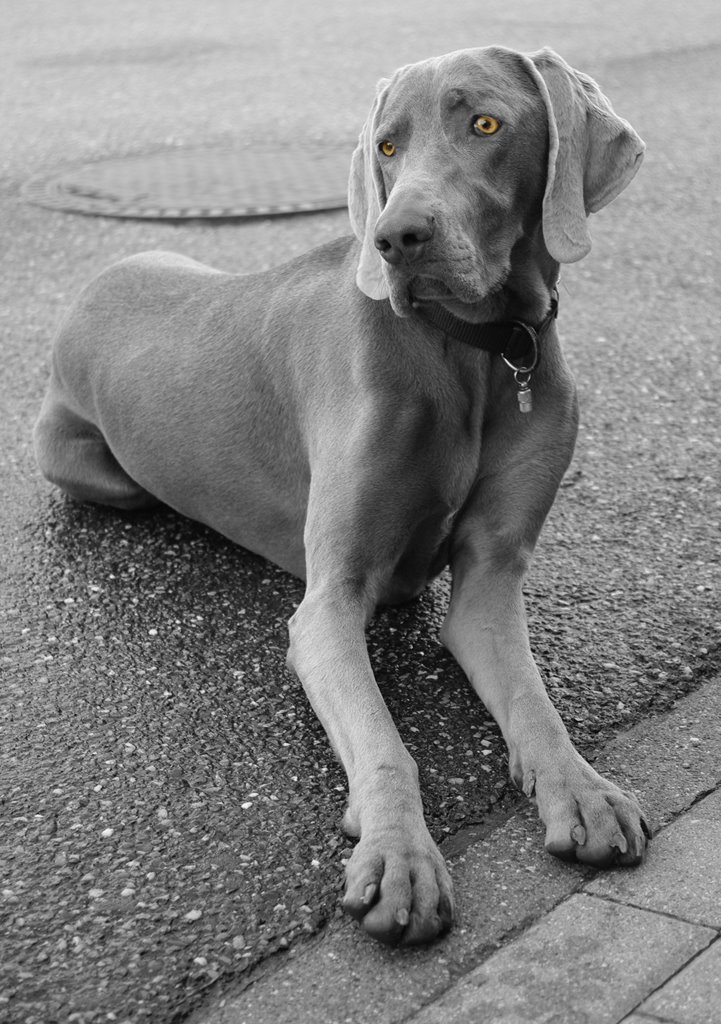 Weimaraner as a colorkey