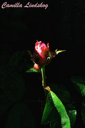 Lonely rose