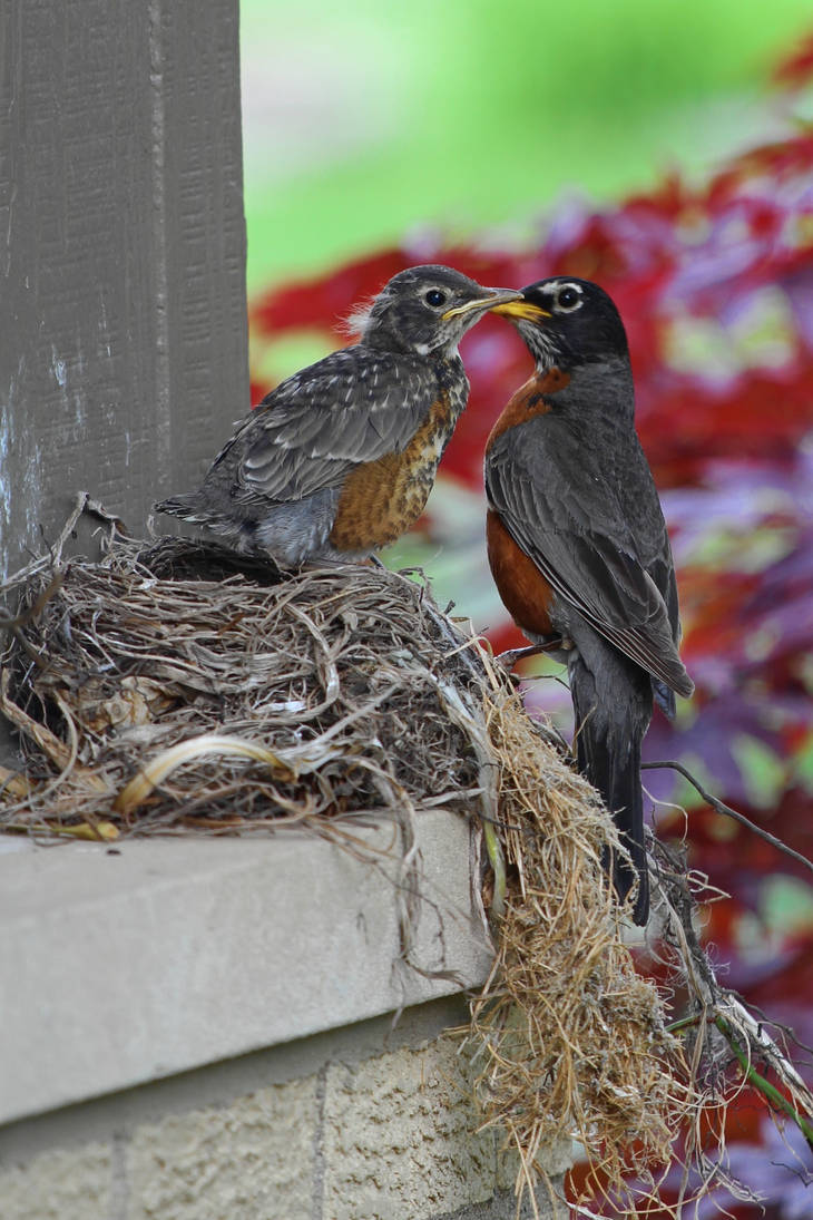 Mum Robi Mother Robin by abekowalski on DeviantArt