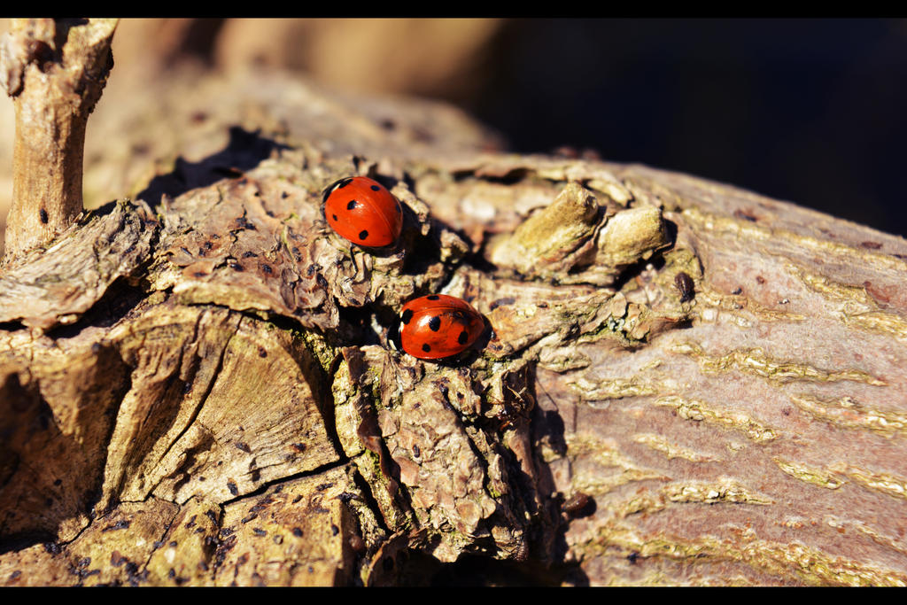 Ladybugs