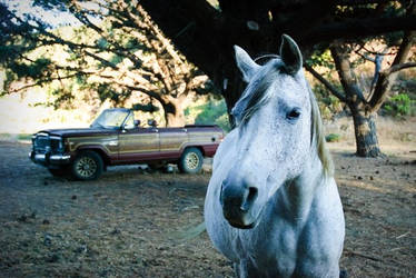 White horse