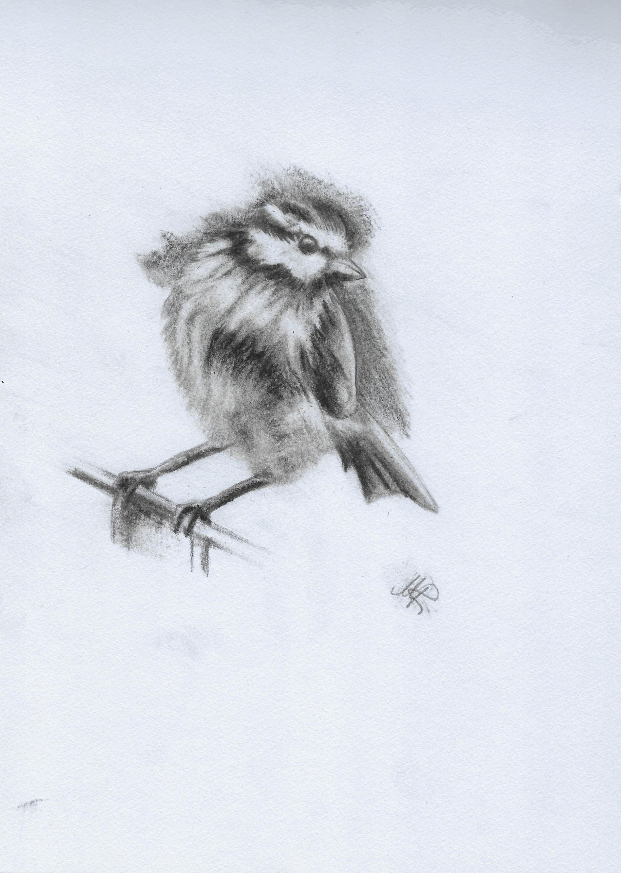 Charcoal Sketch Bird Art - Canvas Print – artAIstry