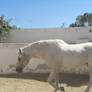 Andalusian Stallion4 - Stock