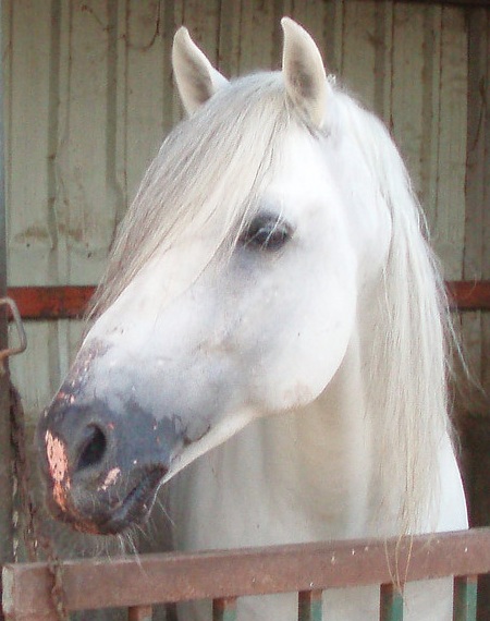 Andalusian Stallion7 - Stock