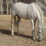 Andalusian Stallion8 - Stock