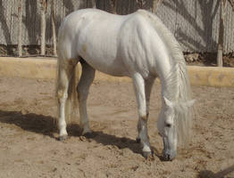 Andalusian Stallion8 - Stock