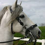 Andalusian Stallion10 - Stock