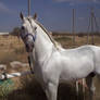 Andalusian Stallion12 - Stock