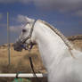 Andalusian Stallion13 - Stock