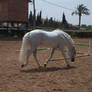 Andalusian Stallion16 - Stock