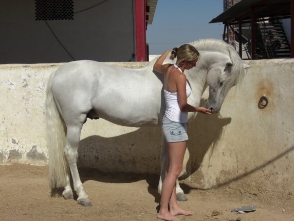 Andalusian Stallion Stock291