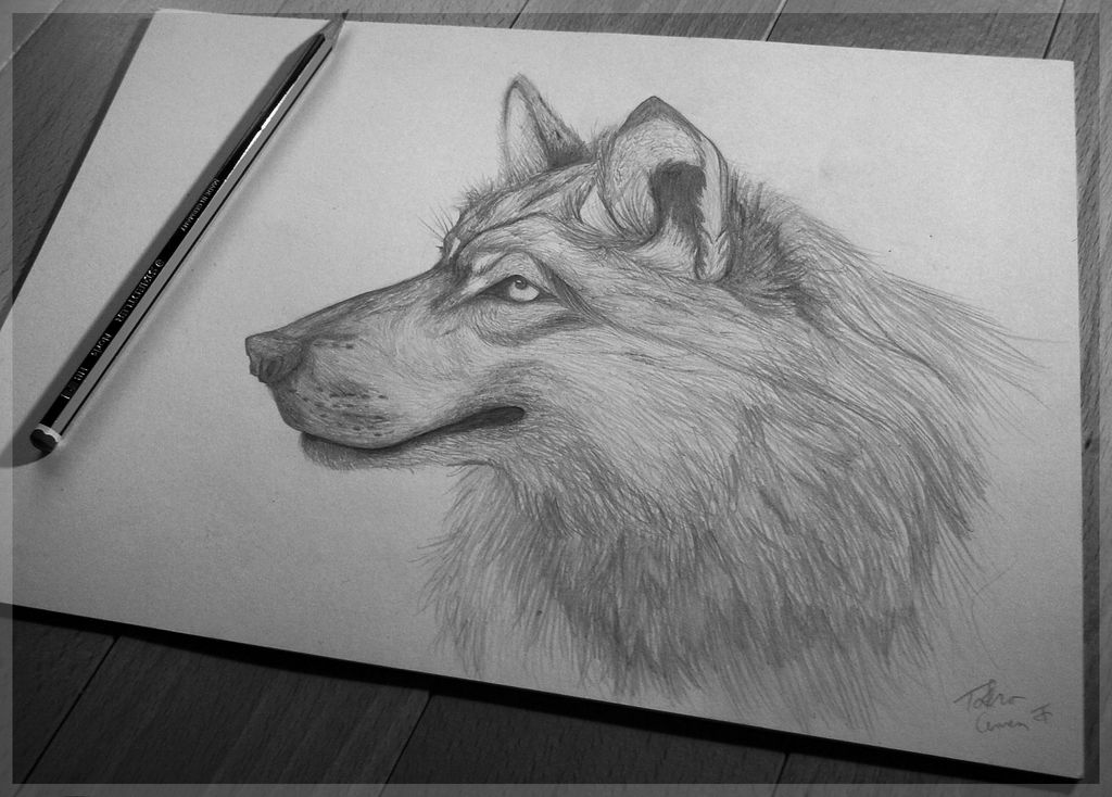 Wolf Sketch