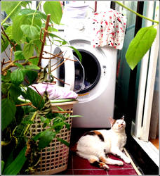 My love cat and washing machine