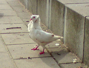 Funny Pigeon. xD