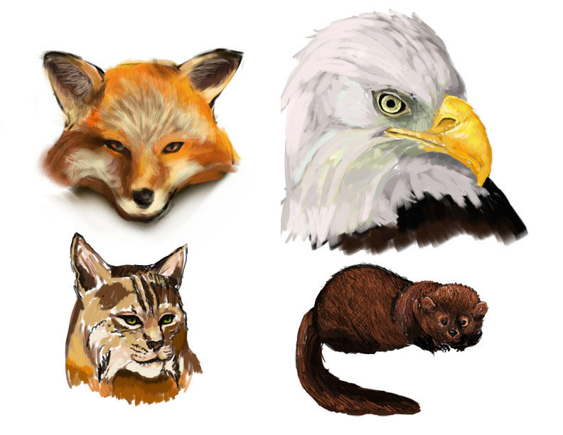 Animal Xps File Deviantart Animal Digital Painting 2 by midnightc10 on DeviantArt