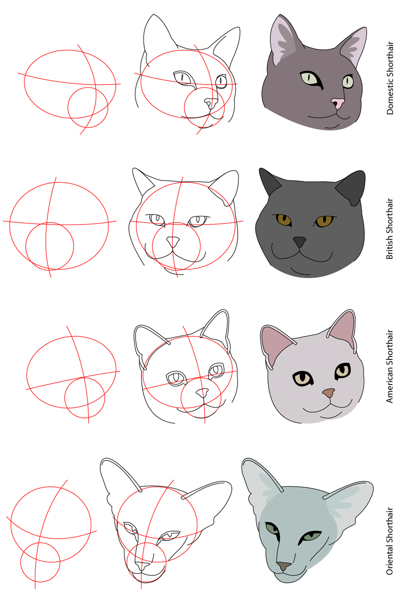 Cat Tutorial - Shorthairs