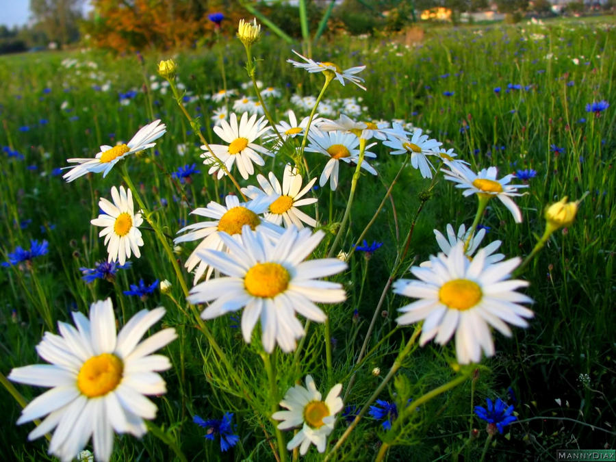 Flowers meadow