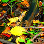 frog among leaves