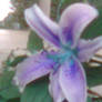 flower1