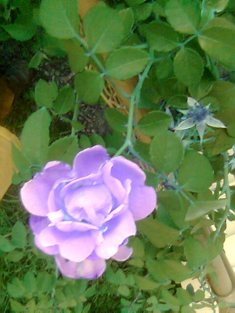 purple flower