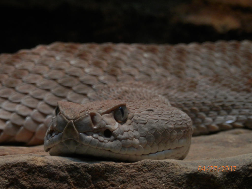 Disected Rattler Sir Rattler by aklusmos on DeviantArt