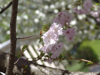 Cherry Tree Flowers 02