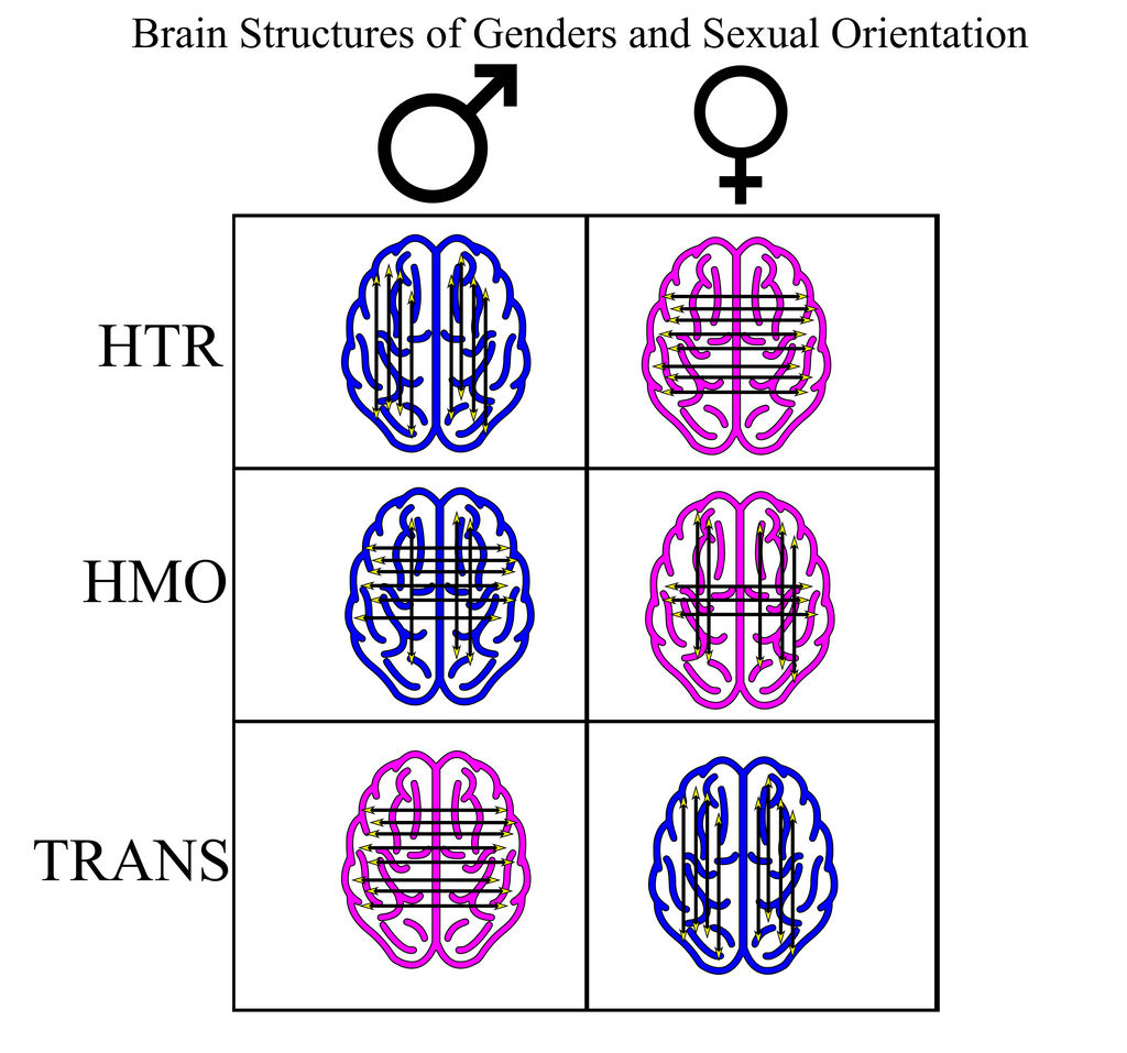 Gender and Brain structure
